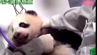 Panda baby(Taiwan) health check,and injection