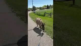 Taking my donkey for a walk