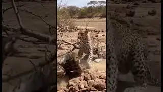 One Bite Away: Leopard vs African Rock Python Clash