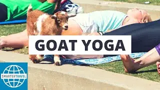 Goat Yoga at Beaver Lake Stables, Oregon City, OR | SmarterTravel