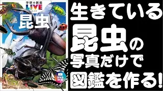 「生きている昆虫の写真だけで図鑑を作る！」人気昆虫学者 丸山宗利先生が語る史上初の昆虫図鑑制作秘話