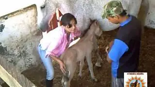 ETOLOGÍA EQUINA Alistamiento - Imprinting