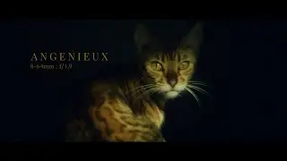 Angenieux 8-64mm f1.9   |   Vintage Lens
