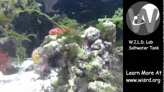 WISRD W.I.L.D. Saltwater Bio Cube LIVE!