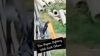 Two Pigeon Fighting With Each Other || Angry Pigeon || Talented Girl Hanshika