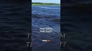 Joe Rogan On The TERRIFYING Hippopotamus🤯
