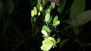 live slow rain #rainoundforsleep #relaxingrain #rain #sleepsounds #cozynights #comfortable