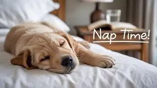 [No Ads] Calming Dog Music with Fireplace 🔥 12 Hours of Relaxing Sounds