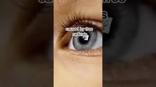 The Eye Protective Effects of Loquat 2