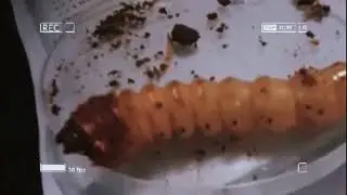 woodboring beetle |entomology |Coleopteran | Experiment