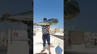 Oman Sea Fishing Mahi Mahi Dolphin  Hyderabad Fishing tricks And Techniques