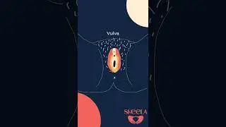 Name it to claim it! know your vulva from your vagina with this speedy anatomy lesson 🍑 #pelvicfloor