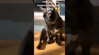 POV: you hear someone say again 'it's just a dog' 😒🐶 #frenchbulldog #viral #viraldog #cute