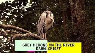 Grey Herons on the River Earn, Crieff
