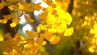 Ginkgo Trees Turn Gold in the Zen Garden (in 4k HDR)