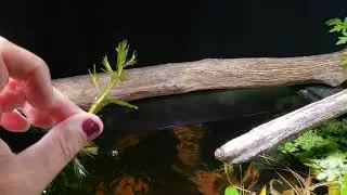 Hornwort or Parrot's Feather? (Bonus: I learned A New Word Today)