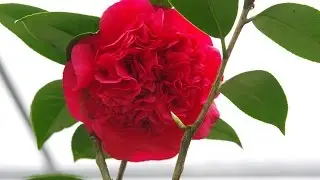 茶花3