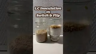Mushroom grain spawn experiments: Which method brings faster mycelium growth?