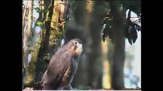 Juvenile NZ Falcon begging call