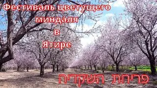 Фестиваль цветущего миндаля в Ятире     Almond blossom festival in Yatir   Israel