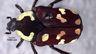 Insect Diversity