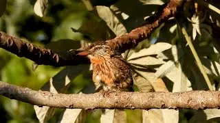 Chaco Puffbird: Rare Bird! Sounds! (Nystalus striatipectus),  Rapazinho-do-chaco, Natural beauty.