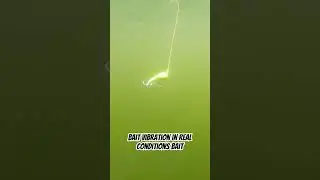 Bait vibration in real conditions Bait
