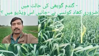​Wheat Crop Management: Choosing the Right Fertilizer for Heavy Grains / pakistan agriculture imran