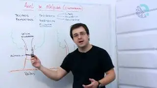 Anel de Malpighi (cintamento)