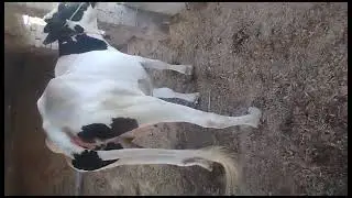 Malik mujaab dullu ka shauk 03084820682