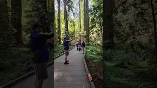 Sequoia #californa #sequia sequia #woods #nationalmonument