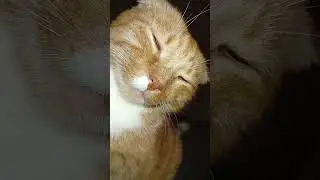 делайте выводы 🙂&zwj;↕️😍🐱#cat #кот #прикольныекоты #юмор