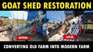 Converting Old Goat Shed into Modern Goat Shed | Wooden Floor Vs Plastic Slatted Floor