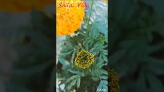 #youtubevideo#flowers #beauty #highlighter #ghatsila