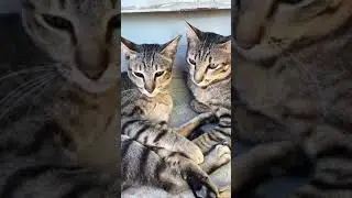 Morning Cat Baby But it still Sleeping 💤 |  Cat #Short
