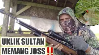 UKLIK SULTAN MEMANG JOSS‼️Hunting Burung Mandar Sawah..