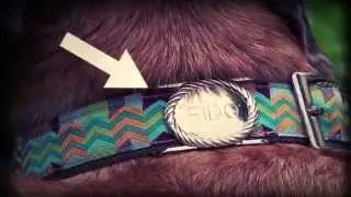 Sophia Maxim Dog Tag/Collar and Leash - Todd Muench