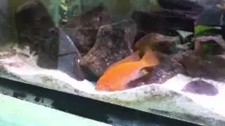 Red Zebra Cichlid digs cave.