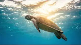 Guardians of the Blue | A Sea Turtle Journey