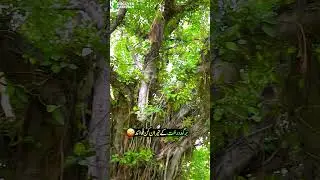 Amazing Benefits of the Banyan (Bargad) Tree 🧐| Discover Pakistan shorts