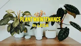 Plant Choir: важная процедура для ваших растений в керамзитобетоне