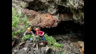 Bat Biology, Ecosystem Services, and Conservation