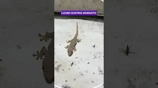 Lizard Eating Mosquito 🦟😂#shorts #chipkali #mosquito #animals