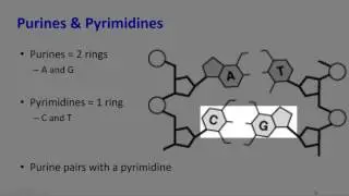 DNA Base Pairing