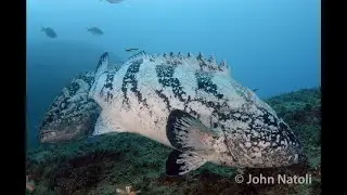 Black Rockcod  - Epinephelus daemelii