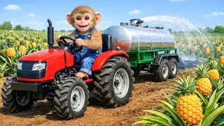 Monkey Farmer Saves a Dried Pineapple Farm with a Tractor! - Monkey Farm Work | MyNi Monkey Farm