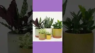 Bachmans.com House Plants