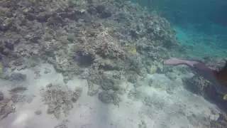 GOPR0429 steenvis