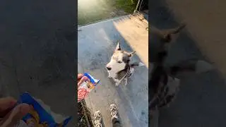 Она обожает стейки 🥩 #собака #подпишитесь