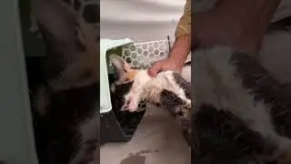 Rescuing unconscious Cat with her kittens found in street #shorts #animals #animalrescue #animalhope